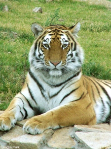 В ижевском зоопарке в субботу состоится день тигра