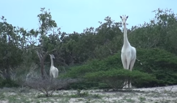 В Кении сняли на видео редчайших белых жирафов