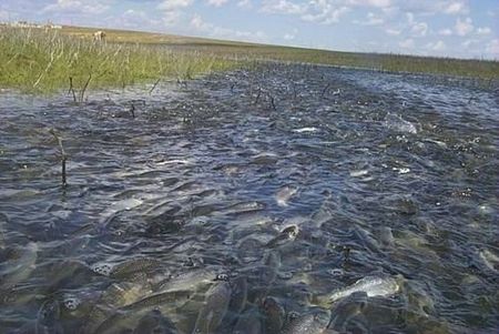 Рыбоводы со всей России приедут в Удмуртию на научный семинар 