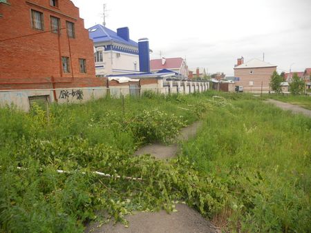 Фото: вандалы срубили 14 берез на детской площадке Ижевска