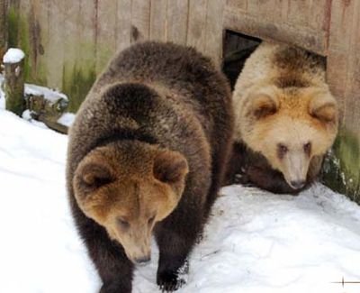 Грузинские чиновники съели медведя из зоопарка
