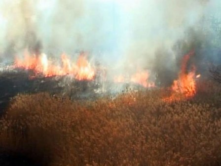 5 лесных и 19 полевых пожаров произошло в Удмуртии с начала пожароопасного сезона