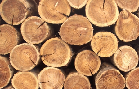  Жительница Кезского района украла 3 кубометра древесины