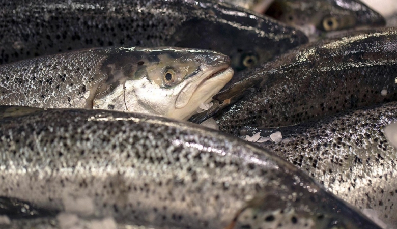 200 килограммов опасной рыбы уничтожат в Удмуртии