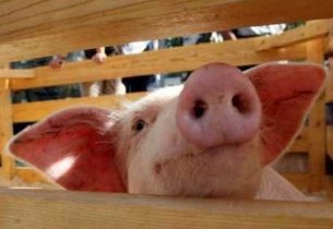 Школы Удмуртии могут закрыть на карантин из-за вспышки свиного гриппа