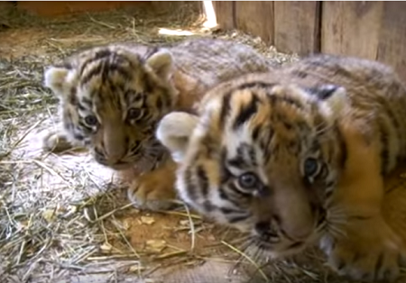 Видеоролик с тигрятами, родившимися в Белоруссии от ижевского Шерхана, покоряет интернет