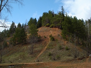 Более 30 деревьев лесоруб из Воткинска срубил в национальном парке «Нечкинский»