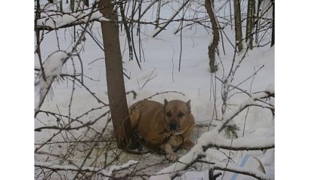 Привязанного к дереву пса спасли ижевчане