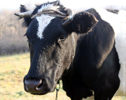 Двух коров украли с фермы в Малопургинском районе
