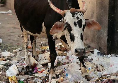 Руководителей пяти молочных ферм в Ярском районе наказали за антисанитарию