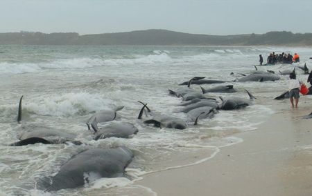 Более 30 дельфинов убили сотрудники охраны окружающей среды Новой Зеландии
