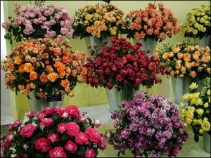 Скоро весна: на выставке в  Ижевске распустились тысячи цветов