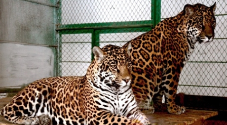 Медвежонка скормили ягуарам на глазах у детей в зоопарке Казахстана