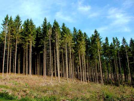  Воткинские леса выедает короед 