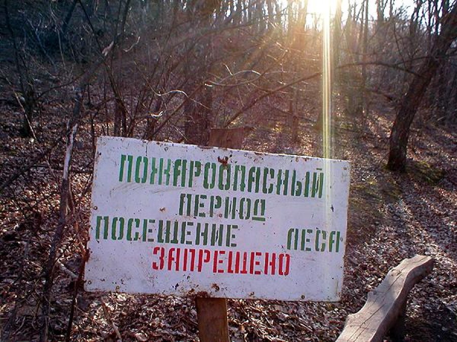 Жителям Можги запретили гулять по лесу