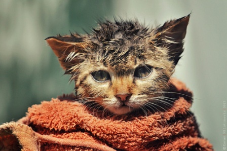 Подростки в Магнитогорске постирали кота в стиральной машине