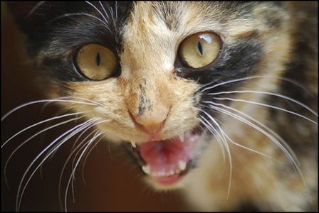 Бешенный кот напал на хозяев в Увинском районе