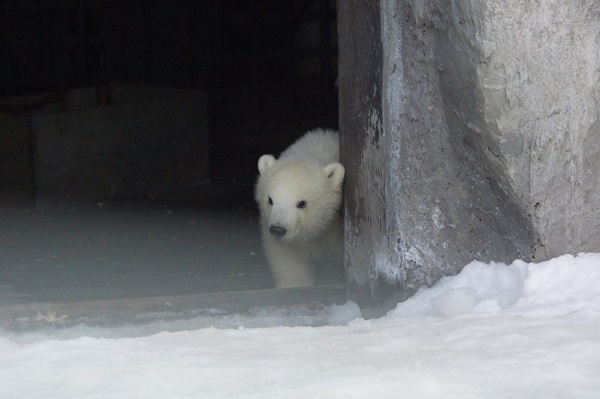 Белый медвежонок, недавно родившийся в зоопарке Удмуртии, впервые вышел в свет