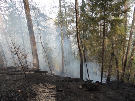 Лесной пожар ликвидировали в Якшур-Бодъинском районе