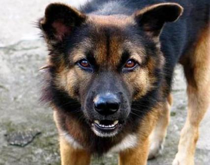 Бешеную собаку усыпили в Якшур-Бодьинском районе
