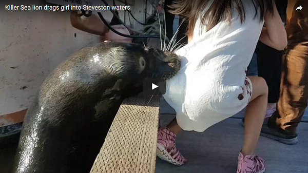 В Канаде голодный морской лев утащил девочку под воду