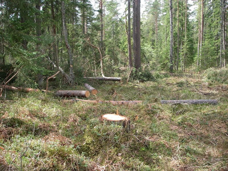 Лесничий в Удмуртии незаконно предоставил участок леса под вырубку