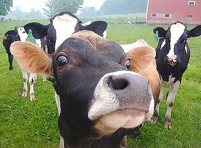 У удмуртских коров началось расстройство желудка из-за привозных кормов