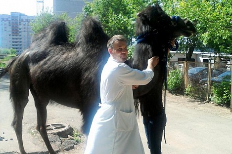 Живущий у ижевчан верблюд регулярно проходит медицинский осмотр 
