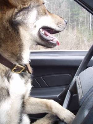 Видеосюжет об удмуртской собаке, которая научилась водить автомобиль
