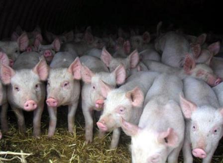  Новые правила содержания свиней в личных подворьях буду введены в Удмуртии