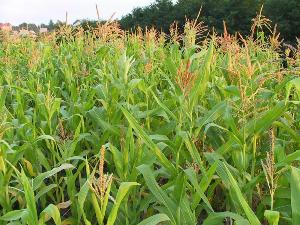 В Удмуртии увеличат посевные площади кукурузы