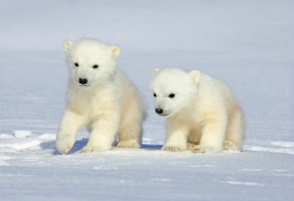 Белого медведя "на развод" привезли в зоопарк Ижевска