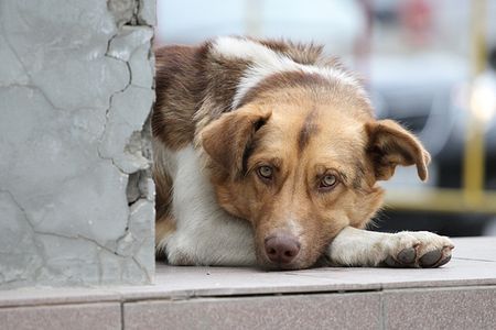 Глазовский предприниматель незаконно усыплял бездомных животных