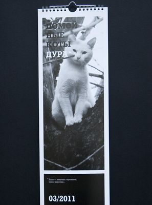 Бездомные коты стали моделями для «антигламурного календаря» на 2011 год