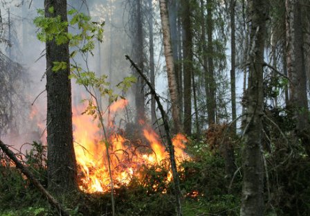  Один лесной пожар произошел в Удмуртии за минувшие сутки 