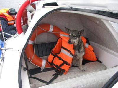 Собаку с льдины на ижевском пруду сняли спасатели Удмуртии