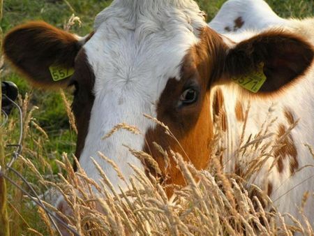 Ветеринары в Удмуртии будут контролировать закупку селянами кормов в других регионах