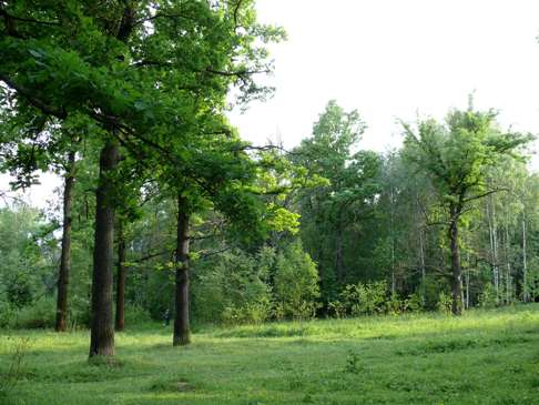 В Удмуртии лес восстановлен на площади в 3 тысячи гектаров