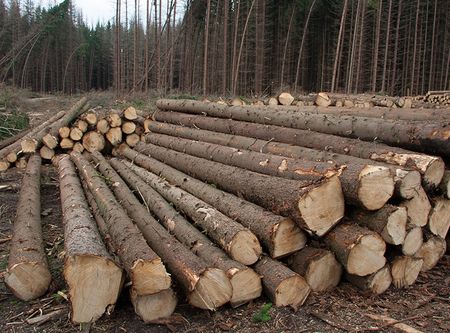 Владимир Невоструев: «Сухостой в Удмуртии годится только на дрова»