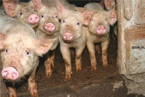 Удмуртскую свиноферму оштрафовали за отсутствие забора