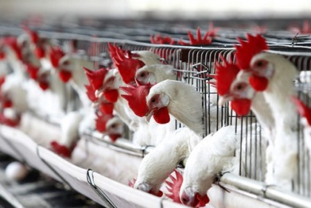 С сентября Россия увеличит импорт куриного мяса из Турции 
