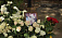 Фото: к гробу Екатерины Гуровой близкие несли охапки роз