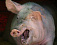 Труп свиньи на обочине стал причиной переполоха в Глазове