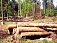 Житель Удмуртии заплатит почти 5 млн рублей за вырубку леса