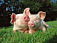 Более 20 опасных свиней убиты  в Удмуртии 