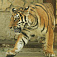 Амурский тигр из зоопарка Ижевска переехал в Екатеринбург