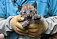Домашняя кошка в Новосибирске выкормила детеныша рыси