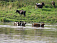 В Удмуртии от жары коровы прыгают в речку с обрыва