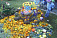  Праздник цветов устроят на набережной Ижевского пруда 5 сентября