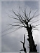 В Ижевске из-за упавшего дерева жители Устиновского района остались без света